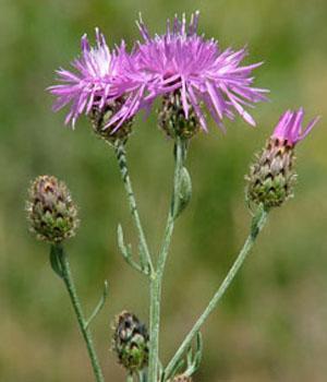 http://plants.alaska.gov/invasives/images/knapweed-web.jpg
