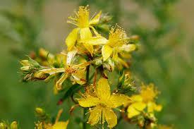 Image result for common st john's wort