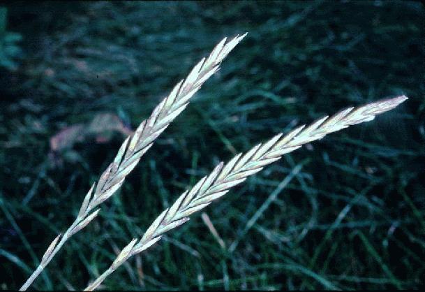 https://newfarmerproject.files.wordpress.com/2015/06/quackgrass-seed-heads.jpg