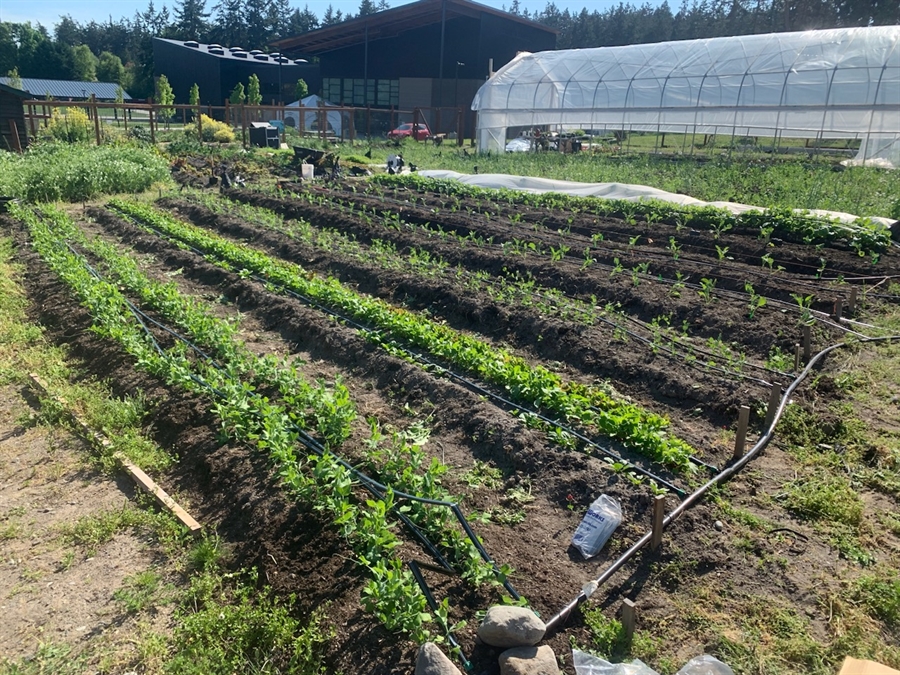 Production Garden