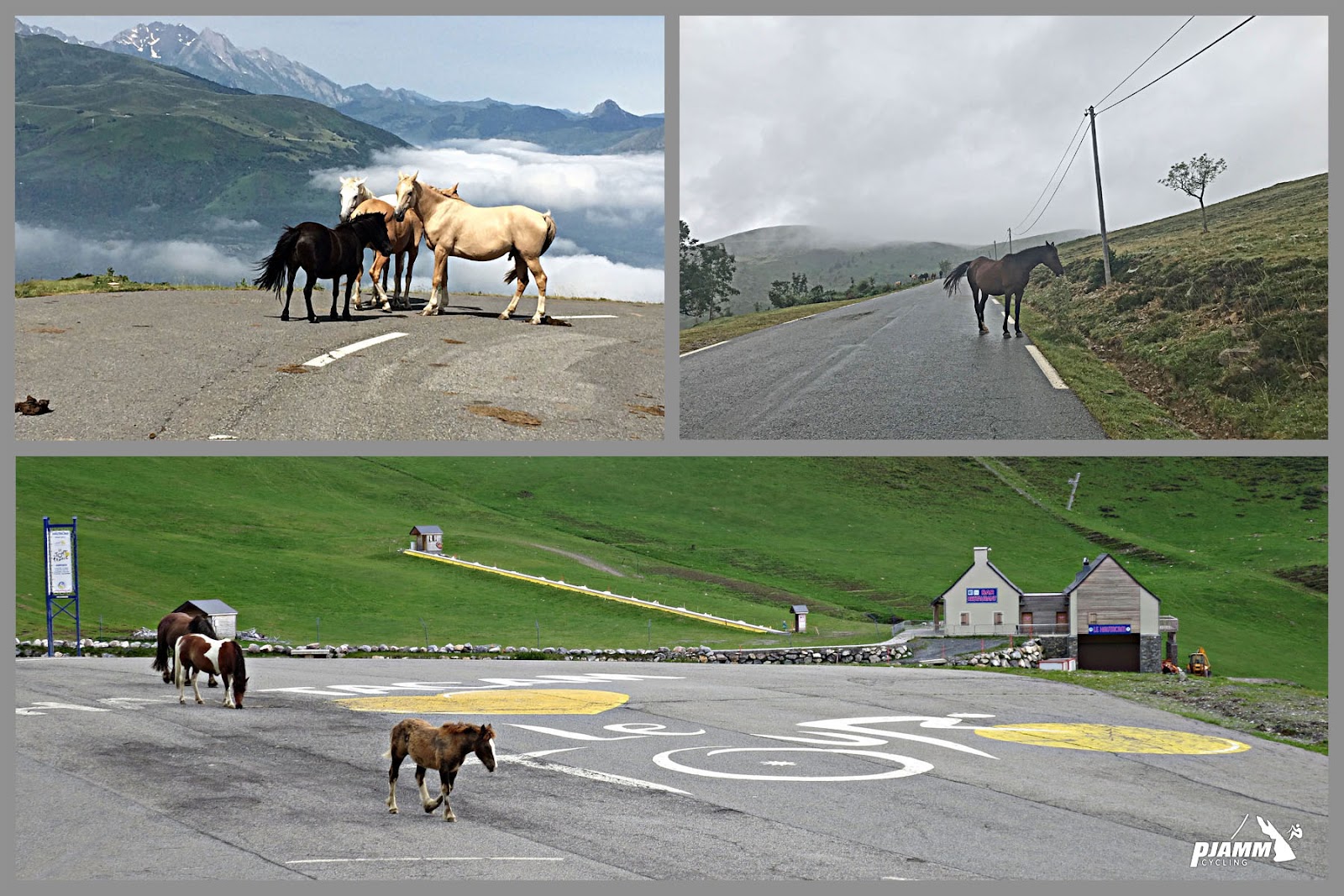 horses along the roadway