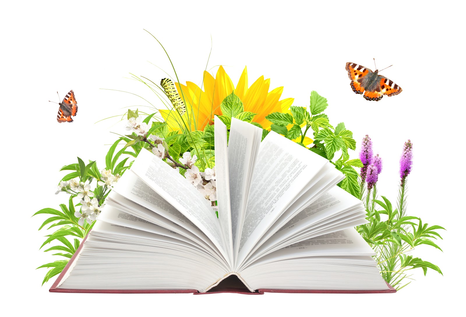 book with butterflies.jpg
