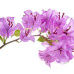 Bougainvillea