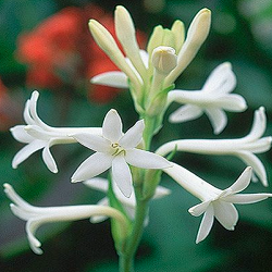 Mexican Tuberose Flower