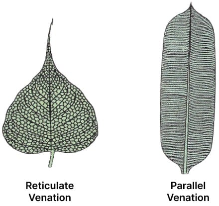 Give an example of the following and draw generalized | KnowledgeBoat