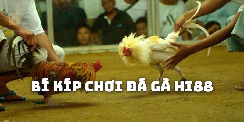 Bí kíp giúp bạn chơi chọi kê thêm phần hiệu quả