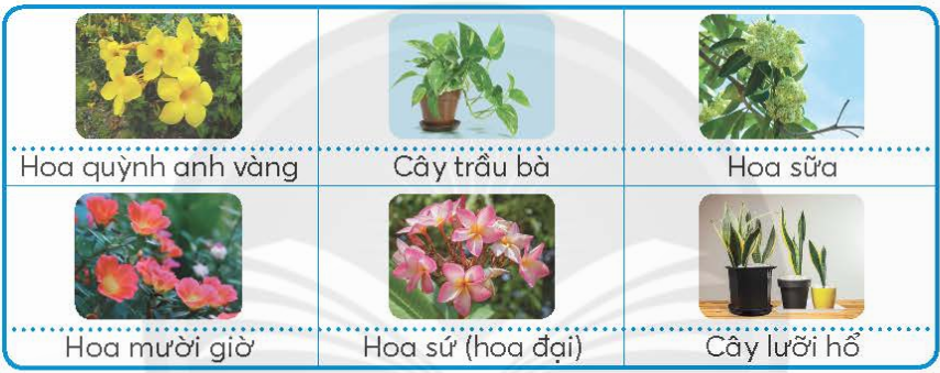 BÀI 1. HOA VÀ CÂY CẢNH QUANH EM