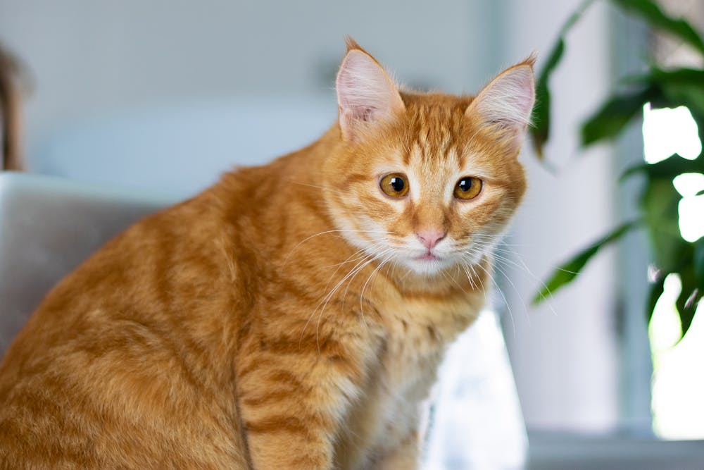 Close Up Photo of Orange Cat