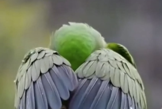 An AI image of a parrot hiding in its own wings. Screenshot via Reddit