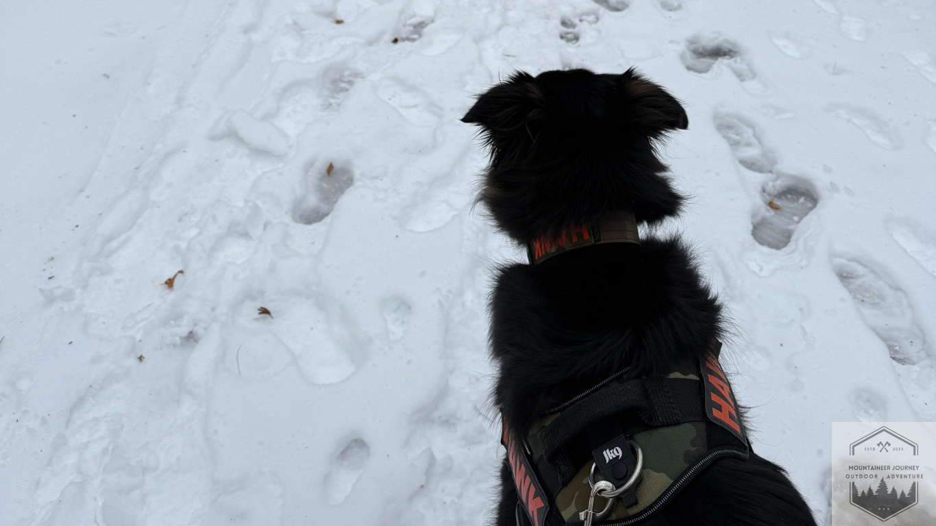 Winter Hiking With My Dog Hawk