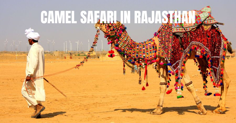 Camel Safari 