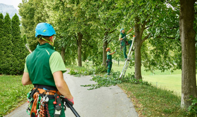 The Importance of Proper Tree Pruning for Long-Term Tree Health