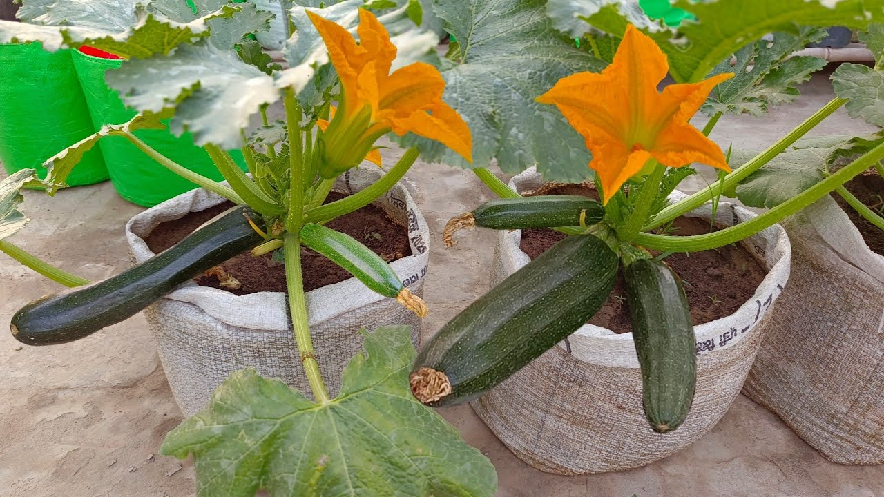 Growing zucchini at home: A prolific garden favorite