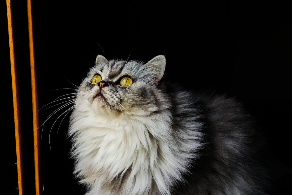 Fluffy Gray Cat Looking Up