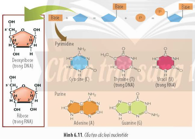 BÀI 6 - CÁC PHÂN TỬ SINH HỌC TRONG TẾ BÀOMỞ ĐẦUCâu 1: Tại sao dựa vào kết quả xét nghiệm DNA, người ta có thể xác định được hai người thất lạc nhiều năm có quan hệ huyết thống với nhau, cũng như có thể tìm ra hung thủ chỉ từ một mẫu mô rất nhỏ có ở hiện trường?Đáp án chuẩn:Vì DNA có tính đặc thù và có ở tất cả các tế bào nên dựa vào kết quả xét nghiệm DNA, người ta có thể xác định được hai người thất lạc nhiều năm có quan hệ huyết thống với nhau, cũng như có thể tìm ra hung thủ chỉ từ một mẫu mô rất nhỏ có ở hiện trường.9I. KHÁI QUÁT VỀ CÁC PHÂN TỬ SINH HỌC TRONG TẾ BÀO1. CarbohydrateCâu 1: Phân tử sinh học là gì? Kể tên một số phân tử sinh học trong tế bào.Đáp án chuẩn:Phân tử sinh học là các phân tử hữu cơ do sinh vật sống tạo thành, bao gồm carbonhydrate, lipid, protein và nucleic acid.II. CÁC PHÂN TỬ SINH HỌC TRONG TẾ BÀOCâu 2: Dựa vào tiêu chí nào phân loại carbonhydrateĐáp án chuẩn:Carbonhydrate được chia thành: đường đơn (1 đơn phân), đường đôi (2 đơn phân), và đường đa (nhiều đơn phân).Câu 3: Cấu tạo các loại đường trong hình 6.1 có điểm gì giống nhau?Đáp án chuẩn:Các loại đường này đều có 6 nguyên tử C và cấu tạo mạnh vòng, có nhóm -OH Câu 4: Kể tên một số loại thực phẩm có chứa đường đôi.Đáp án chuẩn:- Mía, củ cải đường, mạch nha, sữa người và sữa của một vài loài động vật khác.Câu 5: Quan sát hình 6.3a và cho biết các phân tử cellulose liên kết với nhau như thế nào để hình thành vi sợi cellulose? Đáp án chuẩn:Để hình thành vi sợi cellulose , các mắt xích cellulose là glucose liên kết với nhau bằng liên kết β-1,4-glucozit Câu 6: Nêu vai trò của carbohydrate. Cho ví dụ.Đáp án chuẩn:Carbohydrate cung cấp và dự trữ năng lượng, cấu tạo thành phần của tế bào, màng sinh chất, kênh vận chuyển, và nucleic acid.Luyện tập: Tại sao các vận động viên chơi thể thao thường ăn chuối chín vào giờ giải lao?Đáp án chuẩn:Chuối chín là nguồn cung cấp nhiều chất dinh dưỡng như vitamin, chất đạm, chất xơ, và nhiều tinh bột. Vận động viên thường ăn chuối chín vào giờ giải lao để bổ sung năng lượng cho các hoạt động tập luyện, bởi vì họ tiêu tốn rất nhiều năng lượng trong quá trình tập luyện.2. LipidCâu 7: Tại sao lipid không tan hoặc ít tan trong nước?Đáp án chuẩn:- Vì được cấu trúc chứa nhiều các liên kết C-H không phân cực. Câu 8: Lipid đơn giản được cấu tạo từ những thành phần nào?Đáp án chuẩn:Glycerol và acid béo.Câu 9: Cấu tạo của mở động vật và dầu thực vật có gì khác nhau?Đáp án chuẩn:Dầu thực vật chứa acid béo không no và không có cholesterol, trong khi mỡ động vật chứa acid béo no và có cholesterol.Luyện tập: Ở bề mặt lá của một số cây như khoai nước, chuối, su hào có phủ một lớp chất hữu cơ. Lớp chất hữu cơ này có bản chất là gì? Hãy cho biết vai trò của chúng.Đáp án chuẩn:Bề mặt lá của cây như khoai nước, chuối, su hào có lớp sáp (lipit) chống thấm nước.Câu 10: Quan sát Hình 6.5 và đọc đoạn thông tin, hãy cho biết cấu tạo của steroid có gì khác so với các loại lipid còn lại ?Đáp án chuẩn:Steroid gồm phân tử alcol mạch vòng liên kết với acid béo, trong khi các lipid khác có acid béo mạch thẳng.Câu 11: Kể tên một số loại thực phẩm giàu lipid.Đáp án chuẩn:- Thịt đỏ: bò, cừu, lợn- Thịt gà và gia cầm khác- Sản phẩm sữa nguyên chất: sữa, phô mai, kem- Bơ- Trứng- Dầu cọ và dầu dừa- Khoai tây chiên và thực phẩm chiên khác- Bánh bông lan, bánh nướng, bánh quy giòn, bánh donuts- Bơ thực vậtCâu 12: Lipid có những vai trò gì đối với sinh vật? Cho ví dụ.Đáp án chuẩn:Vai trò chính của lipid là dự trữ và cung cấp năng lượng (mỡ và dầu). Lipid còn cấu tạo màng sinh chất và tham gia vào quang hợp, tiêu hóa, và điều hòa sinh sản.3. ProteinCâu 13: Tại sao các loại protein khác nhau có chức năng khác nhau?Đáp án chuẩn:Cấu trúc hóa học và không gian của protein quyết định chức năng của chúng trong cơ thể. Đặc trưng bởi số lượng, thành phần và trình tự sắp xếp của hơn 20 loại amino acid, và gồm 4 bậc cấu trúc không gian, mỗi loại protein có tính chất và chức năng riêng biệt.Câu 14: Kể tên các loại thực phẩm giàu protein.Đáp án chuẩn:Trứng, sữa và các chế phẩm từ sữa, các loại hạt, hải sản, súp lơ xanh, quả chà là, chuối, ngô ngọt, rau bina, bơ,…Câu 15: Quan sát hình 6.8 , hãy cho biết:a, Cấu trúc bậc 1 của protein được hình thành như thế nào?b, Cấu trúc bậc 2 của protein có mấy dạng phổ biến? Đó là các dạng có đặc điểm gì?c, Sự hình thành cấu trúc bậc 3 và bậc 4 của proteinĐáp án chuẩn:a. Cấu trúc bậc 1 hình thành do các amino acid liên kết bằng peptide tạo thành chuỗi polipeptide thẳng, gồm từ vài chục đến vài trăm amino acid.b. Cấu trúc bậc 2 có 2 dạng phổ biến: alpha xoắn lò xo và beta gấp nếp.c. - Cấu trúc bậc 3: Chuỗi polipeptide bậc 2 co xoắn thành cấu trúc 3 chiều, quyết định chức năng sinh học của protein.- Cấu trúc bậc 4: Hình thành từ 2 hay nhiều chuỗi polipeptide bậc 3 liên kết với nhau.Câu 16: Xác định các ví dụ sau đây thuộc vai trò nào của protein:a, Casein trong sữa mẹb, Actin và myosin cấu tạo nên các cơc, Kháng thể chống lại vi sinh vật gây bệnhd, Hormone insulin và glucagon điều hòa lượng đường trong máu.Đáp án chuẩn:a. Casein trong sữa mẹ dự trữ amino acid.b. Actin và myosin cấu tạo cơ, có vai trò cấu trúc.c. Kháng thể chống vi sinh vật gây bệnh, có vai trò bảo vệ.d. Hormone insulin và glucagon điều hòa lượng đường trong máu.Luyện tập: Tại sao thịt bò, thịt lợn và thịt gà đều được cấu tạo từ protein nhưng chúng lại khác nhau về nhiều đặc tính?Đáp án chuẩn:Cơ thể sinh vật được cấu tạo từ hơn 20 loại axit amin khác nhau, tạo ra vô số protein với cấu trúc và chức năng khác nhau. Vì vậy, thịt bò, thịt lợn, và thịt gà đều có protein nhưng khác nhau về đặc tính.II. CÁC PHÂN TỬ SINH HỌC TRONG TẾ BÀO4. Nucleic acidCâu 17: Quan sát Hình 6.11, hãy cho biết thành phần và sự hình thành của một nucleotide. Có bao nhiêu loại nucleotide? Nucleotide cấu tạo nên DNA và RNA khác nhau như thế nào?Đáp án chuẩn:- Nucleotide bao gồm base nitrogen, đường 5 carbon, và acid phosphoric. Base nitrogen liên kết với pentose qua liên kết N – Glycoside để tạo thành nucleoside, và acid phosphoric kết hợp với pentose trong nucleoside qua liên kết ester.- Nucleic acid chia thành hai loại là DNA (deoxyribonucleic acid) và RNA (ribonucleic acid).- DNA gồm bốn loại nucleotide là A, T, G, C; còn RNA gồm A, U, G, C.Câu 18: Quan sát Hình 6.12, hãy cho biết mạch polynucleotide được hình thành như thế nào. Xác định chiều hai mạch của phân tử DNA.Đáp án chuẩn:- Hai mạch polynucleotide liên kết bổ sung (A với T qua hai liên kết hydrogen, G với C qua ba liên kết hydrogen), với mỗi mạch polynucleotide được tạo thành từ các liên kết phosphodiester giữa các nucleotide.- Hai mạch polynucleotide chạy song song và ngược chiều nhau (3  - 5' và 5' - 3').Câu 19: Tính bền vững và linh hoạt trong cấu trúc của DNA có được là nhờ đặc điểm nào?Đáp án chuẩn:Tính bền vững và linh hoạt của DNA là nhờ liên kết phosphodiester giữa các nucleotide trong cùng một mạch và liên kết hydrogen giữa hai mạch polynucleotide. Liên kết phosphodiester giữ cho phân tử DNA bền vững, trong khi liên kết hydrogen là liên kết yếu, giúp cấu trúc DNA linh hoạt.Câu 20: Nhờ quá trình nào mà thông tin trên DNA được di truyền ổn định qua các thế hệ?Đáp án chuẩn:- Quá trình nguyên phân Câu 21: Quan sát Hình 6.13, hãy lập bảng phân biệt ba loại RNA dựa vào các tiêu chí sau: dạng mạch (kép hay đơn, xoắn hay thẳng), liên kết hydrogen (có hay không có).Đáp án chuẩn: Dạng mạchLiên kết hydrogenRNA thông tin (mRNA)thẳng, đơnkhôngRNA vận chuyển (tRNA)xoắn kép cục bộcóRNA ribosome (rRNA)xoắn kép cục bộcó Luyện tập: Tại sao thế hệ con thường có nhiều đặc điểm giống bố mẹ?Đáp án chuẩn:Thông tin di truyền DNA được truyền qua các thế hệ nhờ quá trình tái bản DNA trong phân bào, dẫn đến thế hệ con thường có nhiều đặc điểm giống bố mẹ.Vận dụng: Trong khẩu phần ăn cho người béo phì, chúng ta có nên cắt giảm hoàn toàn lượng lipid không? Tại sao?Đáp án chuẩn:Không nên loại bỏ hoàn toàn lipid trong khẩu phần ăn của người béo phì, mà cần giảm lượng lipid một cách hợp lý để tránh gây mất cân bằng dinh dưỡng.BÀI TẬP