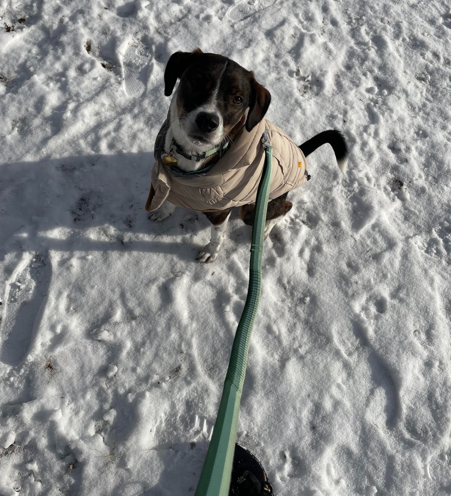 Wrigley in a jacket