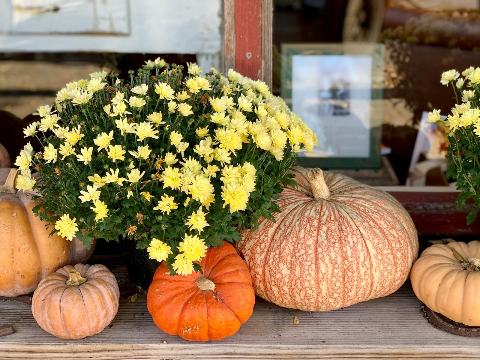 Seasonal Mums Decor to Make Your Entryway Warm and Inviting