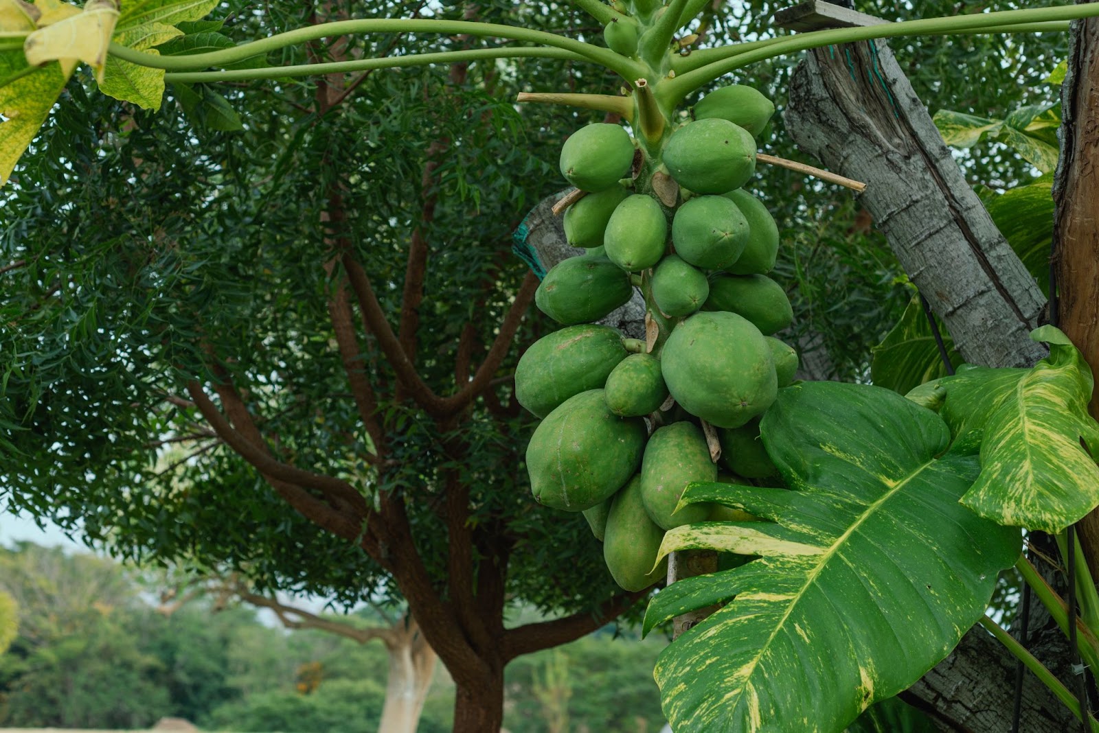 Raw papaya have green color