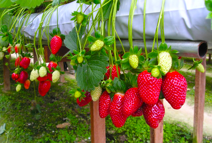 Characteristics of Strawberry Plant