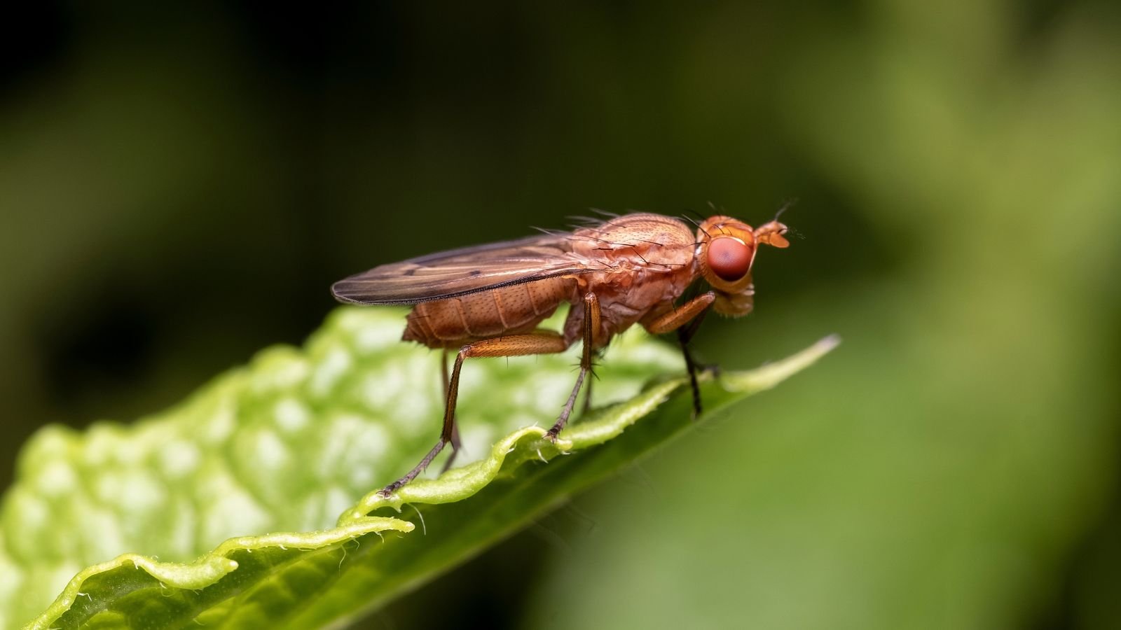 A close-up shot of an insect called the Spotted Wing Drosophila on a tip of a leaf outdoors
