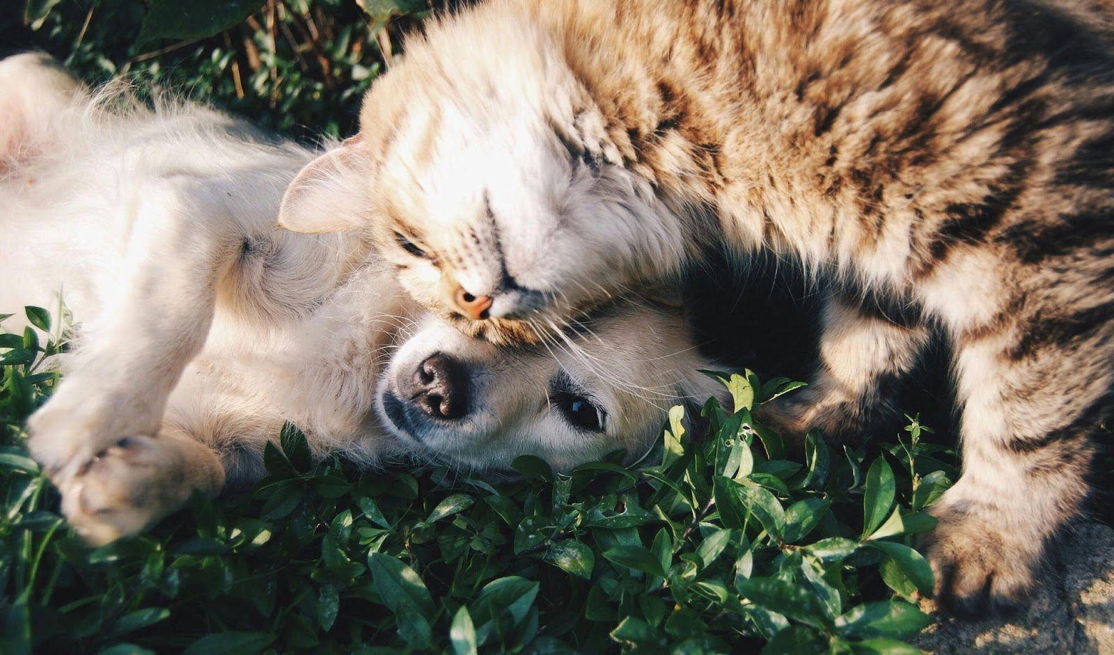 Heartwarming Cat-Dog Friendships That Will Restore Your Faith in Animals