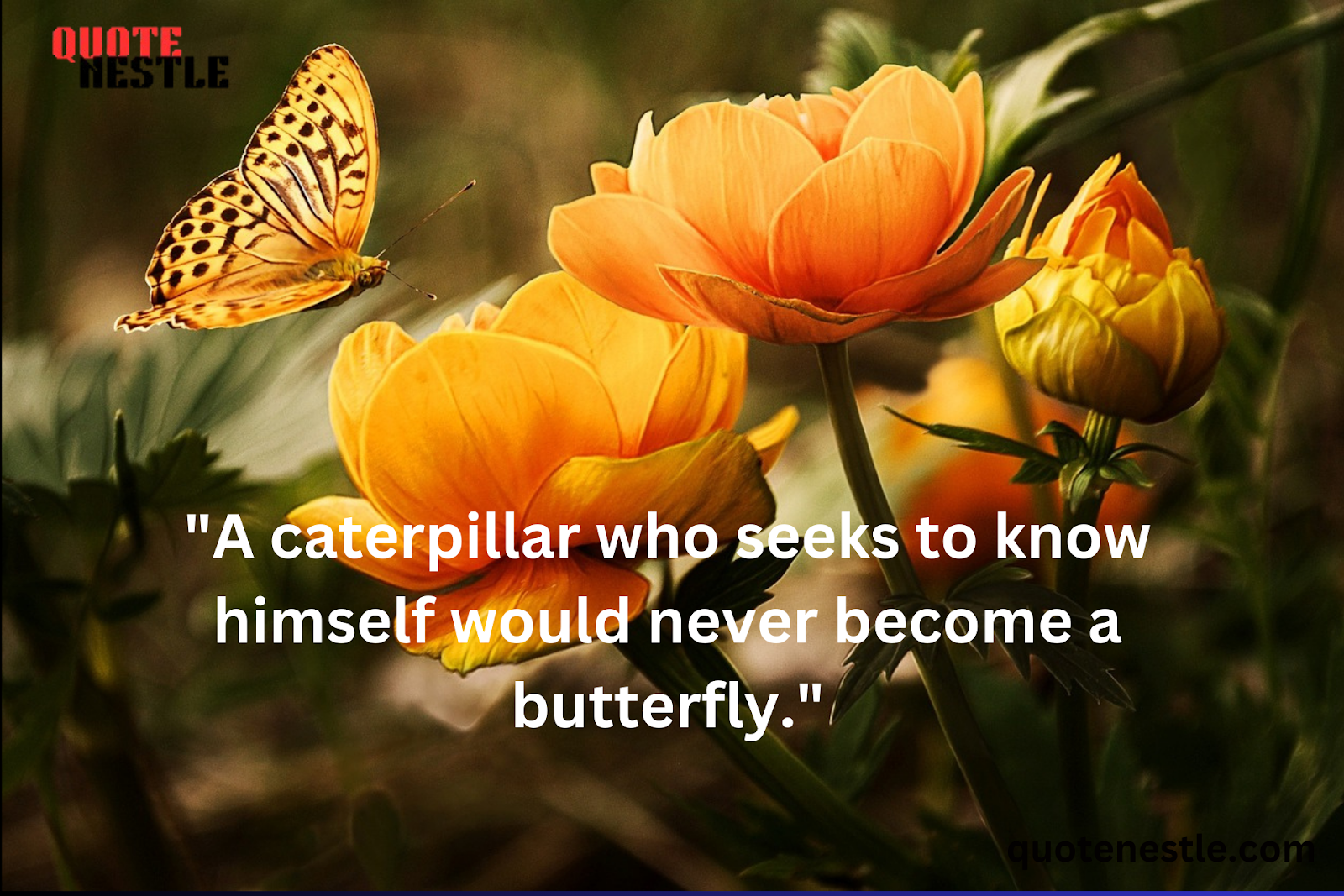 Unique Butterfly Quotes 