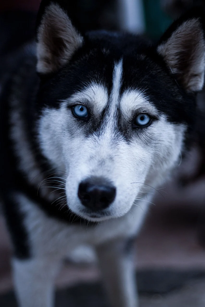 What is a Double Coat on a Dog?