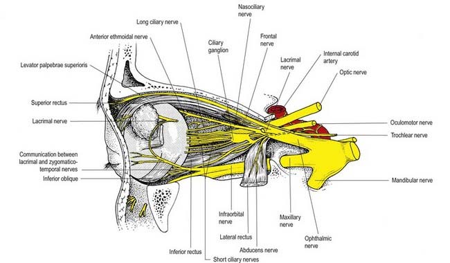 Parasympathetic Ganglia of Head and Neck