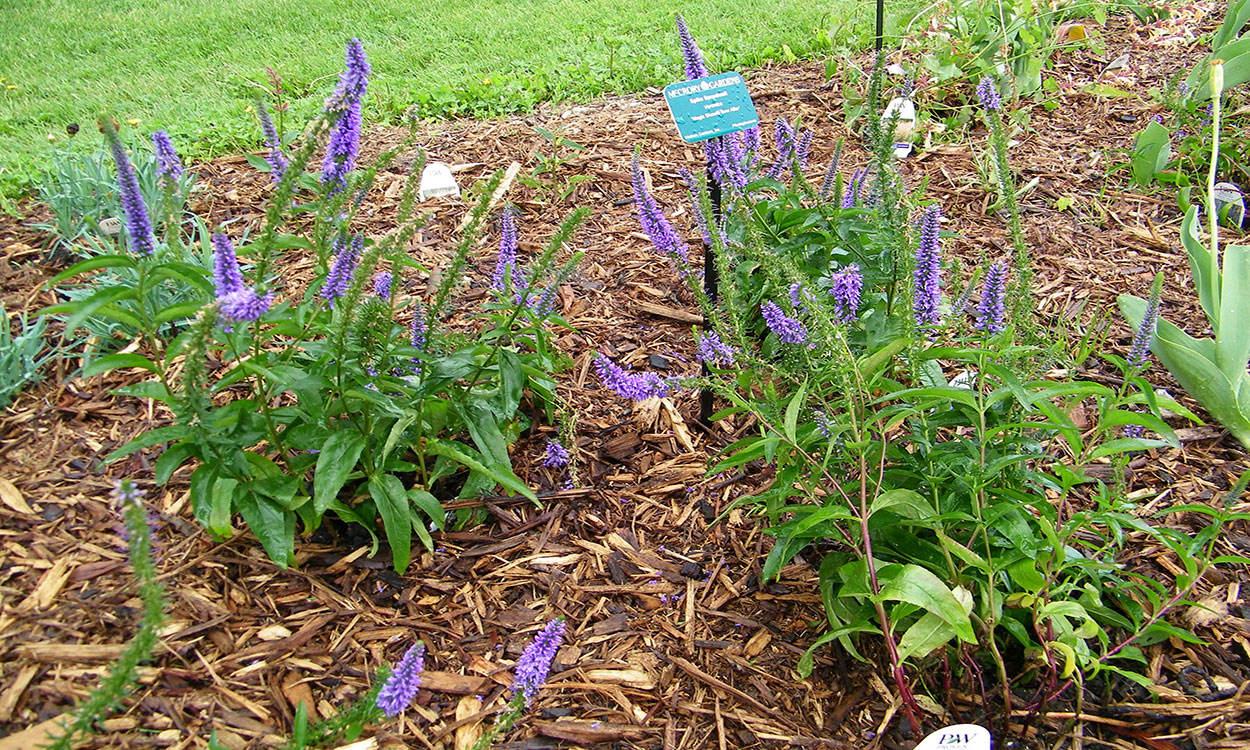 Benefits of Veronica in the Garden