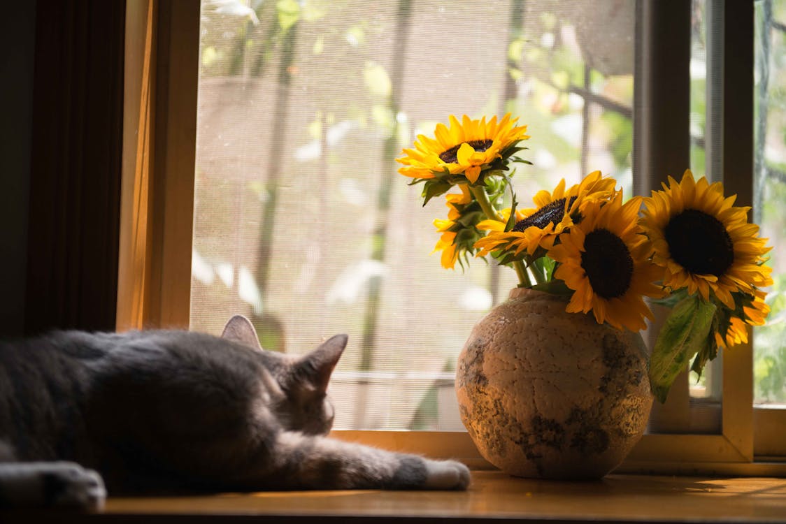 Gratis Gato Gris Cerca De Jarrón Gris Con Girasol Foto de stock