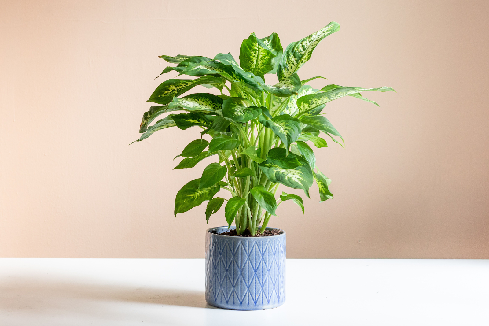 Dieffenbachia Plant