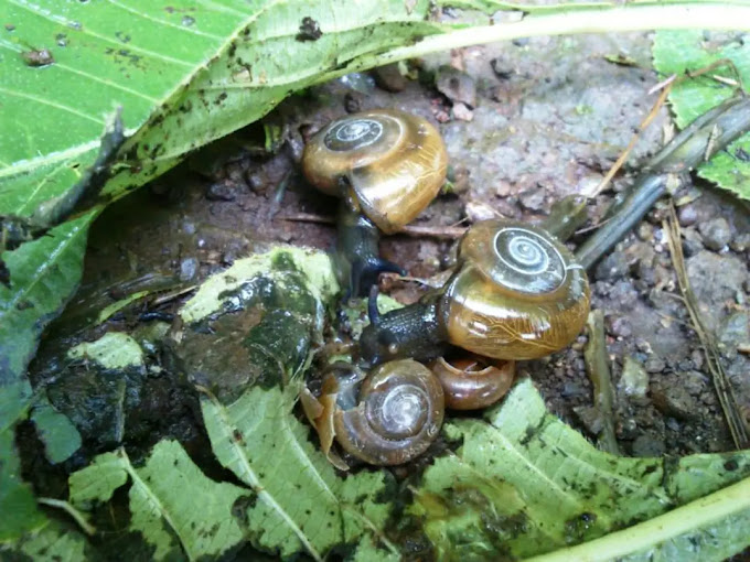 Adventurous Bhimashankar Trek featuring leeches and bugs, adding excitement to the hike