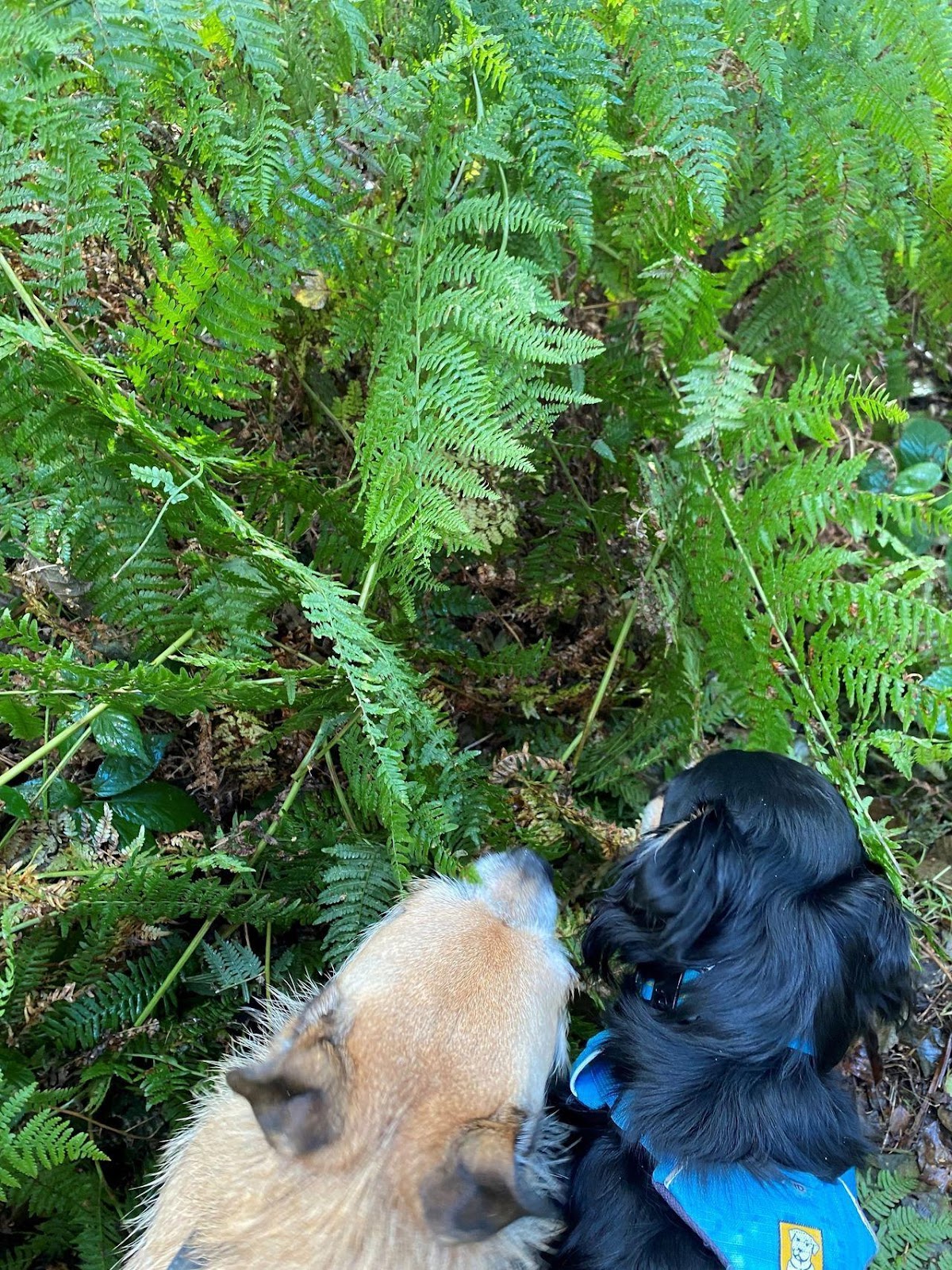 two dogs sniffing a scent on a walk
