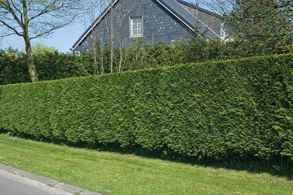 Privacy Hedge with Nellie Stevens Holly