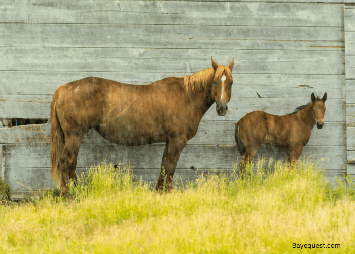 Post Rain Care for Your Horse