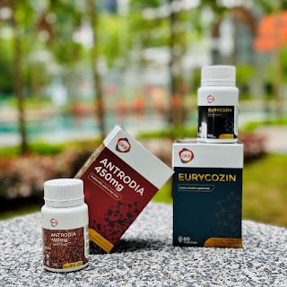 gkb supplement untuk lelaki kuat halal kkm antrodia eurycozin