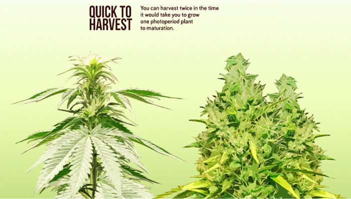 Unlocking the Potential: A Comprehensive Guide to Cannabis Seeds and Their Varieties