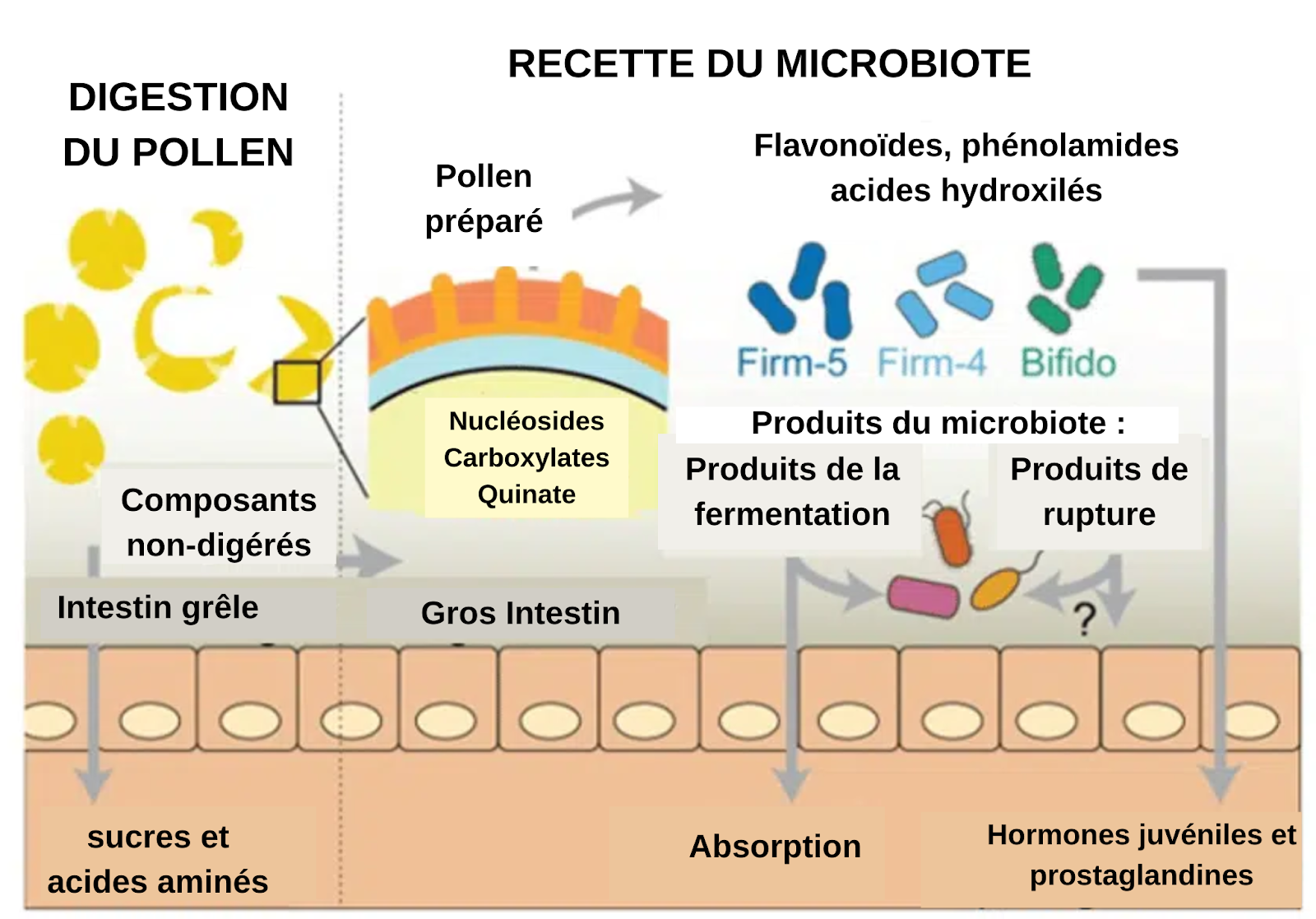 Le microbiote intestinal chez les abeilles : quel rôle joue-t-il ? - ALIMENTATION & NOURRISSEMENT