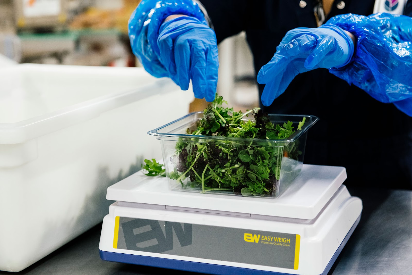 A close-up of hands wearing blue gloves handling freshly harvested leafy greens placed in a clear container. The setup appears to be in a clean, controlled environment, emphasizing food safety and quality during the processing of fresh produce.