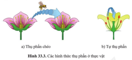 BÀI 33. SINH SẢN HỮU TÍNH Ở ĐỘNG VẬT MỞ ĐẦUCâu hỏi: Quan sát hình 32.1d và 32.3c, nêu sự khác nhau về hình thức sinh sản ở cá và sao biển. Cho biết tên hình thức sinh sản của cáĐáp án chuẩn:Ở cá, các cá thể mới được tạo ra nhờ sự kết hợp giữa con đực và cái qua thụ tinh. Ở sao biển, cá thể mới được tạo ra không có sự kết hợp giữa con đực và con cái. I. KHÁI NIỆM SINH SẢN HỮU TÍNHCâu 1: Lập bảng so sánh sinh sản vô tính và hữu tính theo gợi ý.Đáp án chuẩn:Giống: tạo ra các cá thể mới từ các thể ban đầuKhác:II. SINH SẢN HỮU TÍNH Ở THỰC VẬT CÓ HOACâu 2: Quan sát hình 33.1, mô tả các bộ phận của hoa lưỡng tính.Đáp án chuẩn:Đài hoa, cánh hoa, nhị hoa, nhuỵ hoa, noãn hoaCâu 3: Quan sát hình 33.2, nêu đặc điểm của hoa đơn tính. Phân biệt hoa đơn tính với hoa lưỡng tínhĐáp án chuẩn:Đặc điểm: chỉ chứa duy nhất một cơ quan sinh sản là đực hoặc cái. Phân biệt: + Hoa đơn tính chứa các cơ quan sinh sản đực và cái trong hoa riêng biệt. + Hoa lưỡng tính chứa các cơ quan sinh sản đực và cái trong cùng một bông hoa.Câu hỏi 1: Hãy lấy thêm ví dụ về hoa đơn tính và hoa lưỡng tính.Đáp án chuẩn:Hoa đơn tính: hoa bưởi, hoa cam, hoa lúa, hoa chuối,…Hoa lưỡng tính: hoa mướp, hoa bí, hoa ngô, hoa su su,…Vận dụng 1Câu hỏi: Quan sát 3-5 bông hoa của các loài cây khác nhau, xác định các bộ phận cấu tạo của hoa. Lập bảng về các đặc điểm mỗi bộ phận theo gợi ý trong bảng 33.2.Đáp án chuẩn:Tên loài hoaMàu sắc hoaSố cánh hoaSố nhị hoaNhụy hoa (có/không)Hoa đơn tính/lưỡng tínhHoa bưởiTrắng525,8 ± 1,15 nhị/hoaKhôngĐơn tínhHoa hồngĐỏ35Nhiều nhịCóLưỡng tínhHoa senHồng8Nhiều nhịCóLưỡng tínhCâu 4: Quan sát hình 33.3, nêu sự khác nhau giữa tự thụ phấn và thụ phấn chéo.Đáp án chuẩn:Tự thụ phấn là quá trình giao phối xảy ra ở giữa hai bông hoa của cùng một cây. Thụ phấn chéo là quá trình lai xa giữa hai loài thực vật cùng loài và các loài hoa khác nhau. Câu 5: Lấy ví dụ về hoa thụ phấn nhờ gió, nhờ sâu bọ, nhờ con người.Đáp án chuẩn:Hoa thụ phấn nhờ gió: ngô, hoa bồ công anh, lúa.Hoa thụ phấn nhờ sâu bọ: hoa cam, bưởi.Hoa thụ phấn nhờ con người: hoa bí, bầu, mướp.Câu hỏi 2: Giải thích vì sao phải bảo vệ một số loài côn trùng thụ phấn cho câyĐáp án chuẩn:Vì có những loài thực vật không thể tự thụ phấn được mà cần nhờ đến các loài côn trùng.Vận dụng 2Câu hỏi: Vì sao ở các vườn trồng cây như nhân, vải, xoài người ta thường kết hợp nuôi ong? Đáp án chuẩn:Vì ong giúp thụ phấn cho cây, giúp tăng số lượng hoa được thụ phấn; còn có thể lấy mật.Câu 6: Quan sát hình 33.4 trình bày sự hình thành quả cà chuaĐáp án chuẩn:Sau khi được thụ tinh noãn phát triển thành hạt và bầu nhuỵ phát triển thành quả chứa hạt. Hạt chứa phôi phát triển thành cơ thể mới.Câu hỏi 3: Trình bày quá trình thụ phấn, thụ tinh và sự hình thành hạt, quả.Đáp án chuẩn:- Thụ phấn: là quá trình hạt phấn được chuyển từ nhị đến đầu nhụy. - Thụ tinh: là quá trình kết hợp giữa giao tử đực và giao tử cái tạo hợp tử.- Sự hình thành hạt, quả: noãn phát triển thành hạt và bầu nhụy phát triển thành quả chứa hạt.Vận dụng 3Câu 1: Nêu vai trò của quả và hạt đối với thực vật, động vật và con ngườiĐáp án chuẩn:Bảo vệ hạt, hấp dẫn động vật ăn quả giúp cho sự phát tán nòi giống, nguồn cung cấp chất dinh dưỡng quan trọng cho con người.Tìm hiểu thêm: Tìm hiểu cơ chế lớn lên của quả.Đáp án chuẩn:Sau khi thụ tinh xong thì phôi phát triển thành hạt và bầu lớn lên thành quả. III. SINH SẢN HỮU TÍNH Ở ĐỘNG VẬTCâu 7: Mô tả khái quát quá trình sinh sản hữu tính ở động vật. Lấy ví dụ ở động vật đẻ con và động vật đẻ trứngĐáp án chuẩn:- Sinh sản hữu tính: Hình thành tinh trùng và hình thành trứng → thụ tinh → hợp tử → phôi → cơ thể mới.- Ví dụ:+ Động vật đẻ con: Chó đực và cái giao phối + Động vật đẻ trứng: Gà trống và gà mái giao phối Câu hỏi 4: Lấy ví dụ động vật đẻ trứng, động vật đẻ con và cho biết các giai đoạn của quá trình sinh sản ở động vật đó.Đáp án chuẩn:- Động vật đẻ trứng: gà, vịt,… → Các giai đoạn: Con đực và con cái giao phối → hợp tử nằm trong trứng đã được thụ tinh → đẻ ra ngoài, ấp đủ nhiệt độ → phôi → cơ thể mới → phá vỡ vỏ trứng chui ra.- Động vật đẻ con: lợn, chó,… → Các giai đoạn: Con đực và cái giao phối → hợp tử → phôi → cơ thể mới → con non sẽ được đẻ ra ngoài.Câu 8: Quan sát hình 33.5, nêu các giai đoạn của quá trình sinh sản ở người.Đáp án chuẩn:Tinh trùng ở giới nam kết hợp với trứng ở giới nữ được thụ tinh thành hợp tử → phôi thai → em bé hoàn thiện và được sinh ra.Luyện tập: Cho các từ, cụm từ: trứng, gà con, ấp trứng, thụ tinh, tinh trùng, hợp tử. Sử dụng các từ đã cho để hoàn thành sơ đồ các giai đoạn sinh sản ở gà.Đáp án chuẩn:(1) trứng(2) thụ tinh(3) hợp tử(4) ấp trứng(5) gà con(6) tinh trùngVận dụng 4Câu hỏi: Nêu ưu điểm của việc mang thai và sinh con ở động vật có vú so với đẻ trứng ở các loài động vật khác.Đáp án chuẩn:Giúp phôi được nuôi dưỡng và bảo vệ tốt, chất dinh dưỡng từ cơ thể mẹ được vận chuyển qua nhau thai để nuôi dưỡng bào thai.Câu 9: Nêu một số ứng dụng sinh sản hữu tính trong thưc tiễn và cho ví dụ minh hoạĐáp án chuẩn:Lai tạo và chọn lọc những giống lúa, ngô cho năng suất cao, bò cho sữa với chất lượng tốt, lợn cho tỉ lệ nạc cao.Vận dụng 5