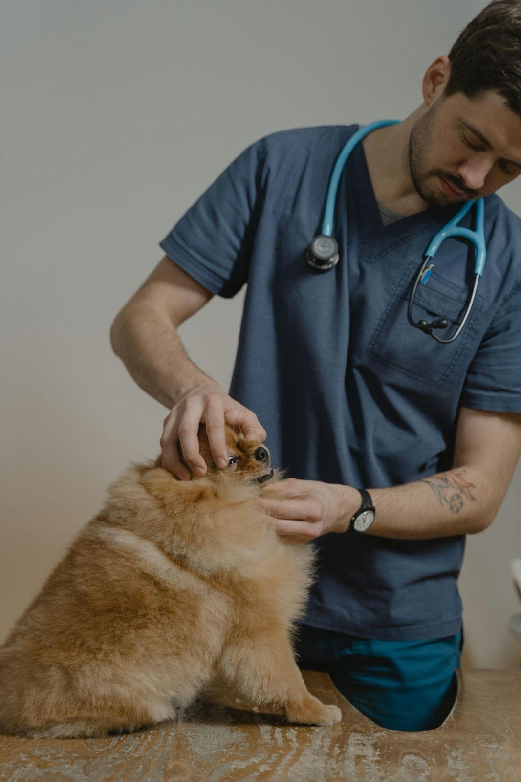 when to take your dog to the vet