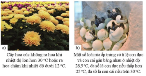 BÀI 34. CÁC YẾU TỐ ẢNH HƯỞNG ĐẾN SINH SẢN VÀ ĐIỀU KHIỂN SINH SẢN Ở SINH VẬTMỞ ĐẦUCâu hỏi: Quá trình thụ phấn và hình thành quả ở cây bầu, cây bí có thể chịu ảnh hưởng của những yếu tố nào?Đáp án chuẩn:Nhiệt độ, độ ẩm, ánh sáng,...I. CÁC YẾU TỐ ẢNH HƯỞNG ĐẾN SINH SẢN Ở SINH VẬTCâu 1: Kể tên một số yếu tố ảnh hưởng đến sinh sản ở sinh vậtĐáp án chuẩn:Ánh sáng, nhiệt độ, nước, chất dinh dưỡng,...Câu 2: Quan sát hình 34.1, nêu ảnh hưởng của nhiệt độ đến sinh sản ở mỗi sinh vật trong hìnhĐáp án chuẩn:Cây hoa cúc: ảnh hưởng đến sự ra hoa.Rùa ấp trứng: ảnh hưởng đến giới tính của rùa.Cá chép: ảnh hưởng đến sự sinh sản của cá.Rau cải: ảnh hưởng đến sự ra hoa.Vận dụng 1Câu hỏi: Một số cây chỉ ra hoa, tạo quả vào mùa hè (ví dụ: hoa dâm bụt, hoa chùm ớt) hoặc mùa đông (ví dụ: hoa cúc hoạ mi, hoa thược dược). Theo em, sự ra hoa, tạo quả của cây đó chịu ảnh hưởng rõ rệt của yếu tố môi trường nào?Đáp án chuẩn:Chịu ảnh hưởng của nhiệt độ, ánh sáng và nước.Câu 3: Nêu ảnh hưởng của ánh sáng đến sinh sản ở sinh vật. Lấy ví dụ Đáp án chuẩn:Cường độ, thời gian chiếu sáng trong ngày ảnh hưởng đến sự sinh sản ở sinh vật. Ví dụ: điều kiện ánh sáng mạnh (thanh long, nhãn,..), điều kiện ánh sáng yếu (hoa cúc, hoa đào,…).Câu 4: Từ bảng 34.4, nhận xét ảnh hưởng của độ ẩm đến sinh sản ở sâu non ăn lá lúa.Đáp án chuẩn:Ở 25oC, nếu độ ẩm cao (90%) thì tỉ lệ đẻ trứng là 100%. Và độ ẩm càng xuống thấp thì tỷ lệ đẻ trứng giảm.Câu 5: Lấy ví dụ về ảnh hưởng của nước đến sinh sản ở thực vậtĐáp án chuẩn:Thiếu nước làm cho cây ra ít nụ, ít hoa hoặc không ra hoa như măng cụt, cà chua. Có loại lại ra hoa nhiều trong điều kiện khô cằn như hoa giấy.Vận dụng 2Câu hỏi: Lấy ví dụ chứng minh cho việc bón đúng loại phân, đúng lượng làm cho cây ra hoa, đậu quả nhiều.Đáp án chuẩn:Khi cây bị thiếu đạm, cây sẽ sinh trưởng kém, còi cọc, lá cây sẽ úa vàng, khả năng quan hợp yếu, khả năng phân cành, đẻ nhánh kém,...Vận dụng 3Câu hỏi: Nêu những điều cần chú ý khi cung cấp chất dinh dưỡng cho vật nuôi đảm bảo hiệu quả sinh sản.Đáp án chuẩn:- Cung cấp đầy đủ thức ăn dễ tiêu, đảm bảo chất lượng và số lượng phù hợp với từng lứa tuổi của vật nuôi. Cho ăn đúng giờ, đúng bữa, đúng lượng.- Không dùng thức ăn kém chất lượng, vệ sinh máng ăn, máng uống.Câu 6: Lấy ví dụ cho thấy đặc điểm của loài ảnh hưởng đến sinh sản sinh vậtĐáp án chuẩn:Cà chua phải có đủ 14 lá mới ra hoa,Câu 7: Nêu vai trò của hocmone ảnh hưởng đến sinh sản ở sinh vậtĐáp án chuẩn:Điều hoà sự ra hoa, đậu quả ở thực vật. Ở động vật hormone sinh dục tác động lên quá trình hình thành tinh trùng, trứng.II. ĐIỀU KHIỂN SINH SẢN Ở SINH VẬTCâu hỏi 1: Lấy ví dụ ở địa phương em:a) Cây ra hoa một lần và cây ra hoa nhiều lần trong năm.b) Động vật đẻ ít con và động vật đẻ nhiều conĐáp án chuẩn:a) Một lần trong năm: cải, lúa, ngô,…Nhiều lần trong năm: xoài, na, ổi,…b) Đẻ ít con: trâu, bò, khỉ,…Đẻ nhiều con: lợn, chuột, chó…Câu 8: Quan sát bảng 34.2, lấy ví dụ về điều khiển sinh sản ở sinh vật bằng điều chỉnh các yếu tố của môi trường theo mẫu bảng sau:Đáp án chuẩn:Các yếu tố môi trườngVí dụ ở thực vậtVí dụ ở động vậtÁnh sáng, nhiệt độThắp đèn vào ban đêm làm cho cây thanh long ra nhiều hoa hoặc ra hoa trái vụ.Thắp đèn kéo dài thời gian chiếu sáng trong ngày làm cho gà có thể đẻ 2 trứng/ngày.Độ ẩm, nướcGiảm lượng nước tưới để đất khô hạn để quýt ra hoa đồng loạt.Sâu ăn lá lúa sẽ đẻ trứng ở nhệt độ 25oC với độ ẩm cao khoảng 90%Chất dinh dưỡngPhun phân bón lá cho cây cam trước nửa tháng.Giun đất sinh sản nhanh hơn ở những nơi đất nhiều dinh dưỡng.Vận dụng 4Câu hỏi: Lấy thêm ví dụ về điều khiển sinh sản ở sinh vật bằng điều chỉnh các yếu tố môi trường có ở địa phương em.Đáp án chuẩn:Thắp đèn để kích thích hoa nở vào mùa đông.Vận dụng 5Câu hỏi: Nêu những khó khăn và thuận lợi trong điều khiển sinh sản của cây trồng bằng điều chỉnh các yếu tố môi trường khi trồng ở ngoài tự nhiên và trong nhà kính.Đáp án chuẩn: Thuận lợiKhó khănCây trồng ngoài tự nhiên- Diện tích đất trồng rộng- Không tốn nhiều chi phí - Chịu ảnh hưởng trực tiếp từ các yếu tố bên ngoài.Cây trồng trong nhà kính- Chủ động trong việc chăm sóc và nuôi trồng.- Không cần sử dụng quá nhiều thuốc trừ sâu.- Nhiệt độ, không khí, độ ẩm được kiểm soát.- Giới hạn diện tích.- Chi phí lắp đặt tốn kém.- Chênh lệch nhiệt độ với môi trường bên ngoài có thể làm cây trồng bị héo, bị chết.Câu 9: Nêu vai trò của hormone nhân tạo trong điều khiển sinh sản ở sinh vậtĐáp án chuẩn:- Ở thực vật: làm cho cây ra rễ nhanh khi giâm cành, chiết cành...- Ở động vật: điều khiển số lượng trứng, số con: kích thích sinh sản ở cá ba sa, ếch...Câu hỏi 2: Nêu một số ví dụ về sử dụng các hormone nhân tạo điều khiển sinh sản ở cây trồng, vật nuôi.Đáp án chuẩn:Làm cho rễ cây ra nhanh khi giâm cành, chiết cành ở cây cam, bưởi, nuôi cấy mô ở phong lan.Vận dụng 6Câu hỏi: Khi sử dụng các chất kích thích điều khiến sinh sản ở sinh vật cần lưu ý điều gì? Vì sao?Đáp án chuẩn:Đảm bảo an toàn thực phẩm và phát triển bền vững vì nếu lạm dụng sẽ gây ra những hậu quả nghiêm trọng đối với sức khỏe con người và gây ô nhiễm môi trường.Vận dụng 7