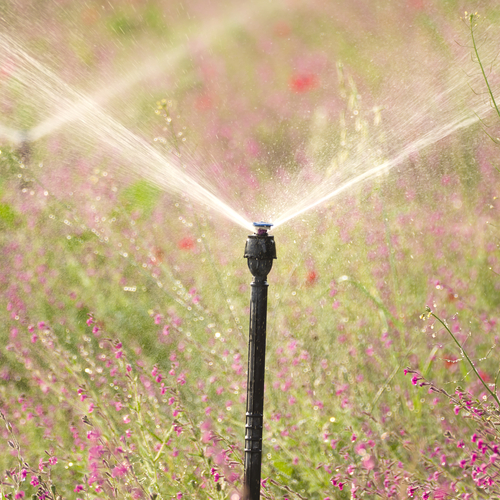 A black sprinkler spraying water in a field of green and purple flowers with a mist in the air.