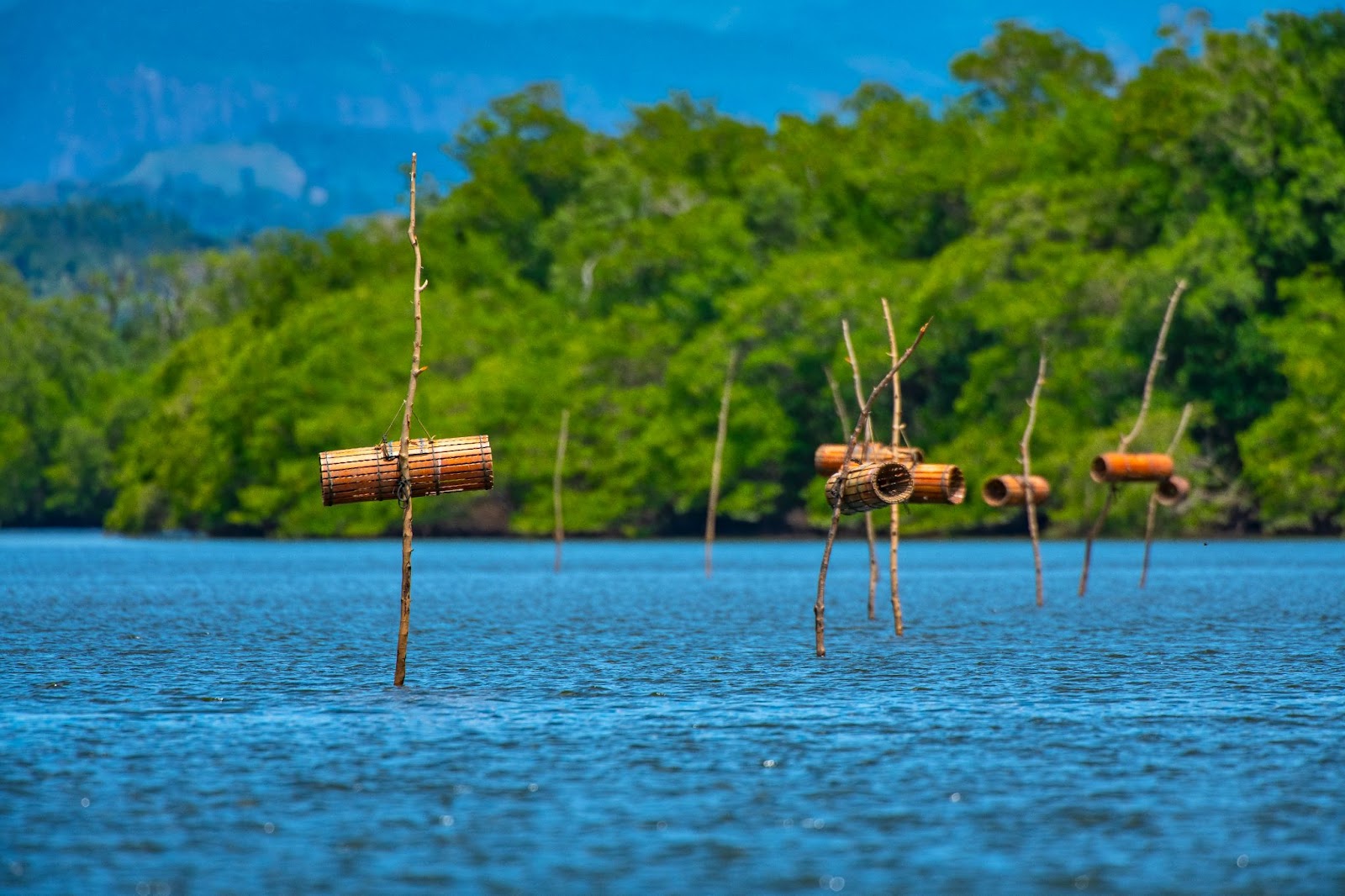 Jequiás tradicionais, embarcações utilizadas para pesca no Rio Piraquê-Açu, flutuando nas águas calmas