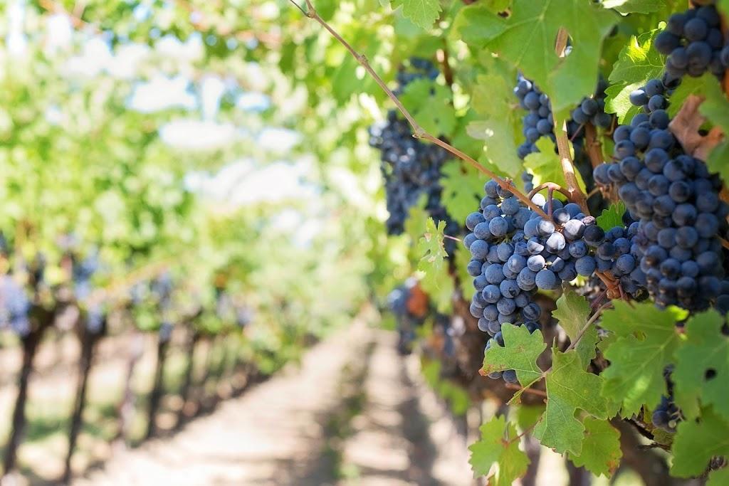 A close-up of grapes on a vine

Description automatically generated