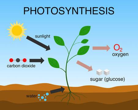 Photosynthesis Diagram Images – Browse 724 Stock Photos, Vectors, and Video  | Adobe Stock