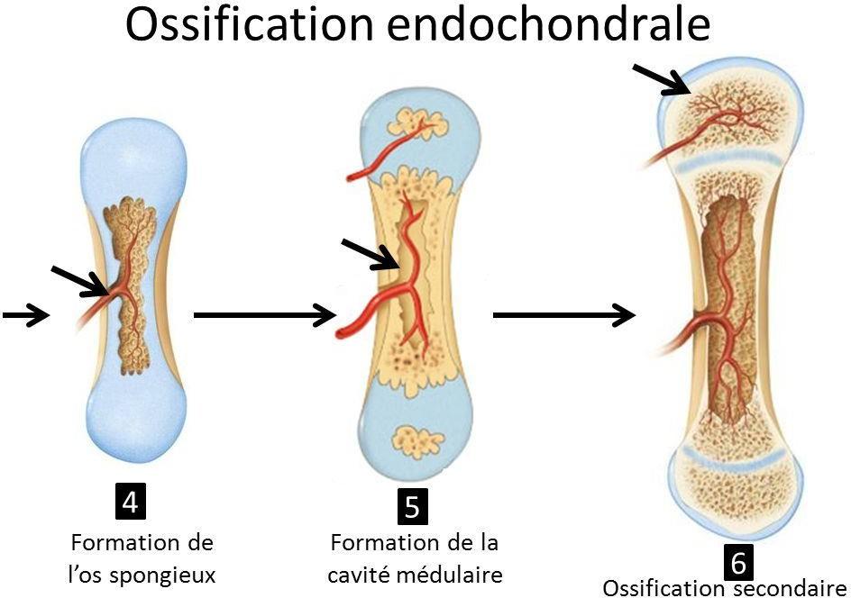Tissus osseux et cartilage - ppt video online télécharger