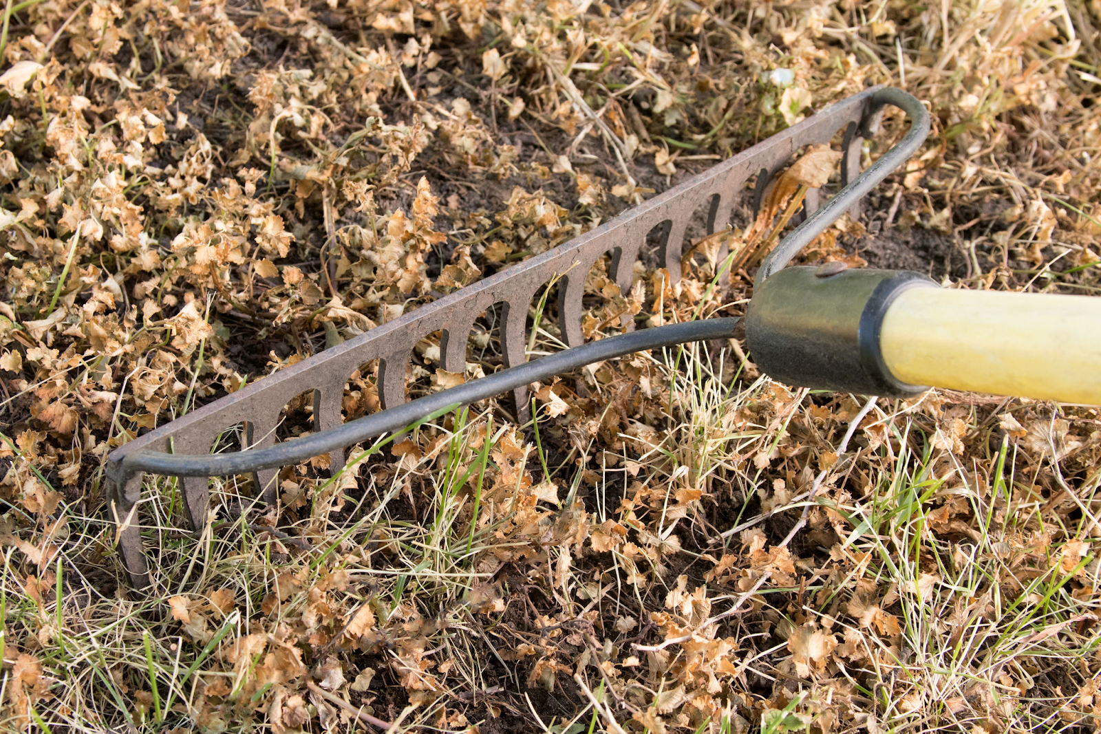 Common Tools for Removing Creeping Charlie Common Tools for Removing Creeping Charlie