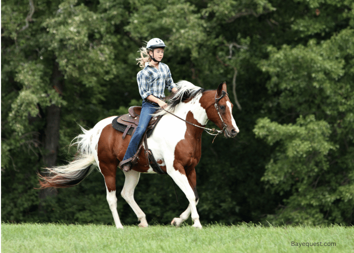 What is the Average Speed of a Horse?