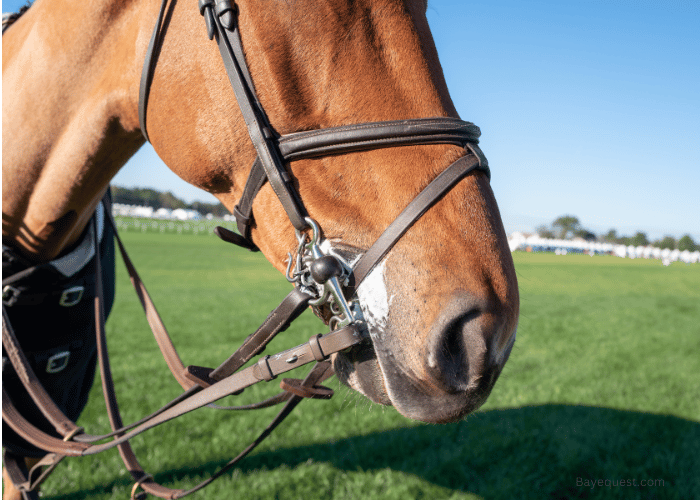 What is a Horse Bridle?